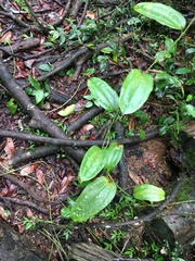 Smilax aculeatissima