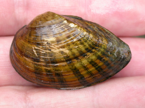 Truncilla donaciformis (I.Lea, 1827)