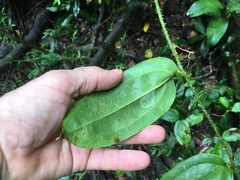 Smilax aculeatissima