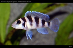 Five-Barred Lamprologus photo 1