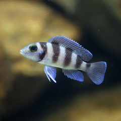 Five-Barred Lamprologus photo 3