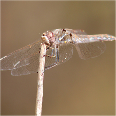 Sympetrum corruptum
