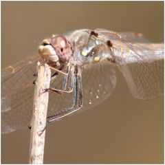 Sympetrum corruptum
