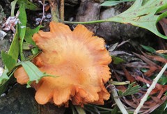 Fungi
