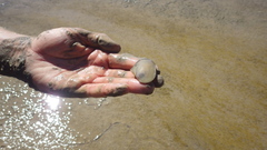 Anodonta nuttalliana