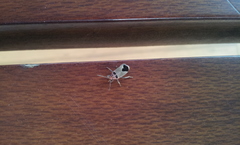 Graptostethus argentatus