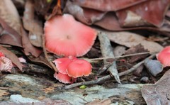 Fungi