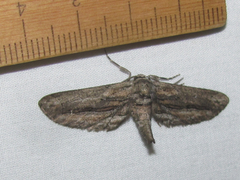 Holochroa dissociarius