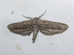 Holochroa dissociarius