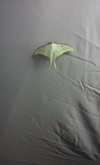 Actias selene
