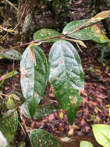 Rhodamnia sessiliflora Benth.