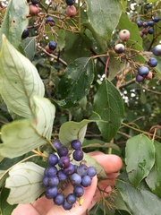 Cornus obliqua