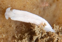 Dermatobranchus albineus