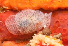 Pleurobranchaea tarda