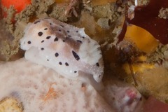 Mandelia mirocornata