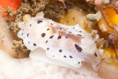 Mandelia mirocornata