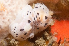 Mandelia mirocornata