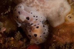 Mandelia mirocornata