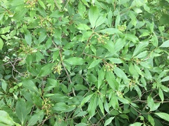 Cornus obliqua