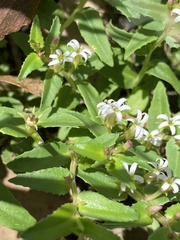 Lobelia concolor