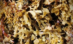Sargassum aquifolium