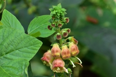 Kohleria allenii