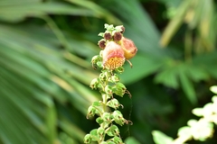 Kohleria allenii