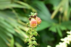Kohleria allenii
