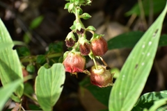 Kohleria allenii