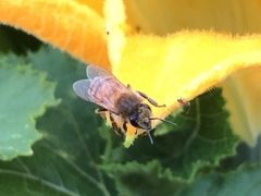 Apis mellifera