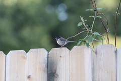 Junco hyemalis