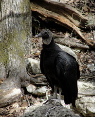 Coragyps atratus
