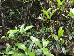 Eumachia frutescens