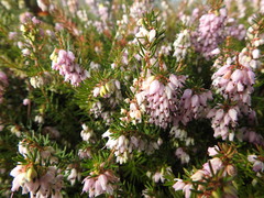 Erica carnea