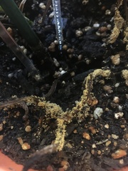 Leucocoprinus birnbaumii birnbaumii