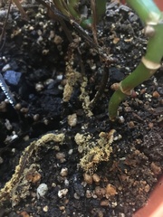 Leucocoprinus birnbaumii birnbaumii