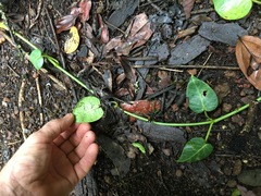 Vincetoxicum polyanthum
