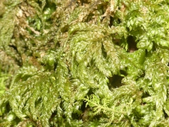 Thamnobryum alleghaniense