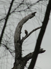 Buteo plagiatus