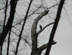 Buteo plagiatus