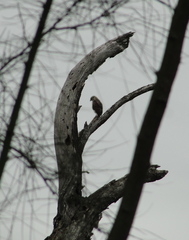 Buteo plagiatus