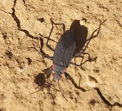 Jadera haematoloma