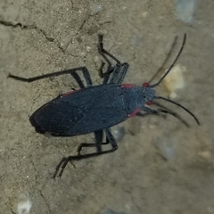 Jadera haematoloma