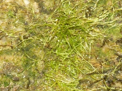 Isopterygiopsis muelleriana