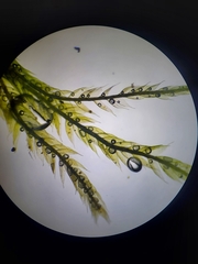 Isopterygiopsis muelleriana