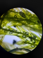 Isopterygiopsis muelleriana