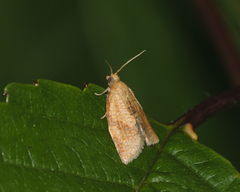 Clepsis neglectana