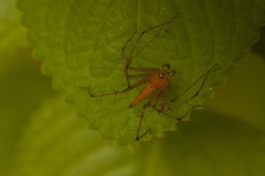 Oxyopes sunandae