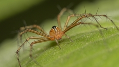 Oxyopes