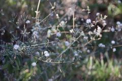 Brickellia paniculata